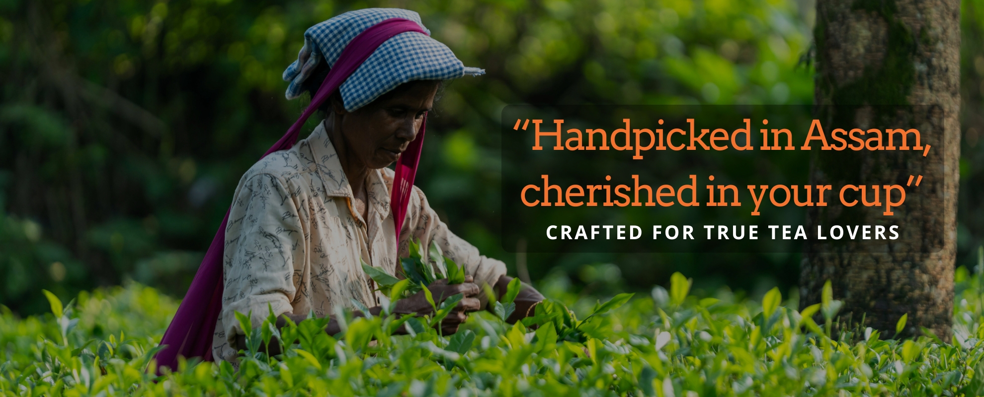 “Handpicked in Assam, cherished in your cup.”